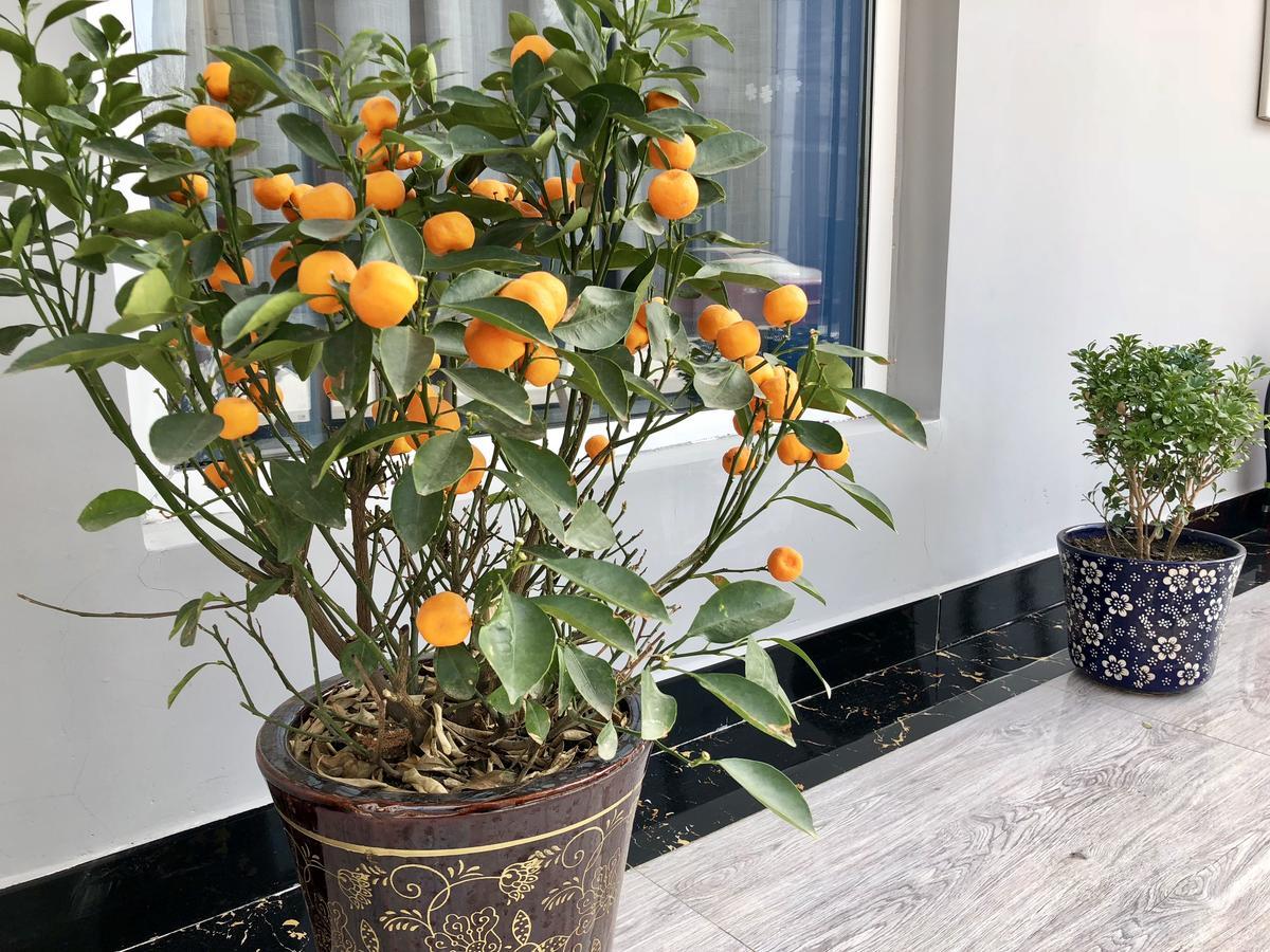 Lantern Hotel Hohhot Eksteriør bilde